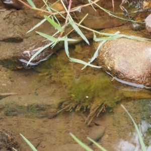 Melosira varians at Tennent, ACT - 19 Dec 2016 07:38 AM