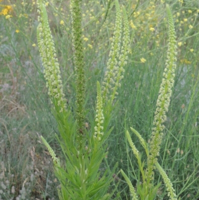 Reseda luteola (Weld) at Paddys River, ACT - 30 Nov 2016 by MichaelBedingfield