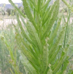 Reseda luteola at Paddys River, ACT - 30 Nov 2016