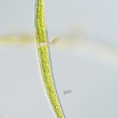 Closterium ehrenbergii (A green alga, Desmidiaceae) at Tennent, ACT - 18 Dec 2016 by KenT