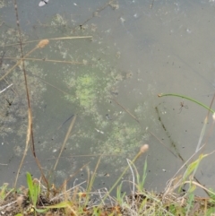 Spirogyra sp. (Green Algae) at Tennent, ACT - 18 Dec 2016 by KenT