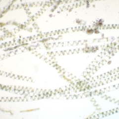 Spirogyra sp. at Tennent, ACT - 19 Dec 2016 07:39 AM