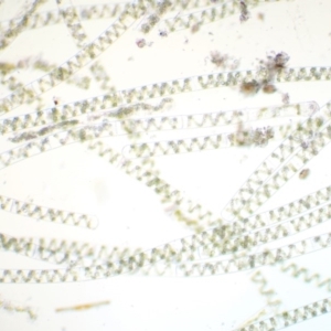 Spirogyra sp. at Tennent, ACT - 19 Dec 2016 07:39 AM