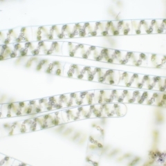 Spirogyra sp. at Tennent, ACT - 19 Dec 2016 07:39 AM