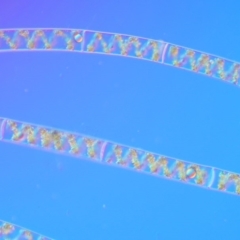 Spirogyra sp. at Tennent, ACT - 19 Dec 2016 07:39 AM