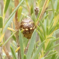 Paropsis pictipennis (Tea-tree button beetle) at O'Connor, ACT - 29 Dec 2016 by ibaird