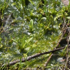 Spirogyra sp. (Green Algae) at Namadgi National Park - 19 Dec 2016 by KenT