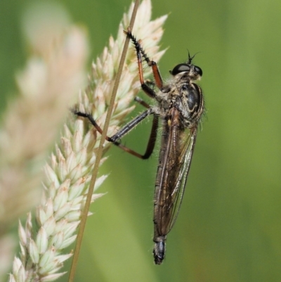 Dolopus rubrithorax (Large Brown Robber Fly) at Kowen, ACT - 21 Dec 2016 by KenT