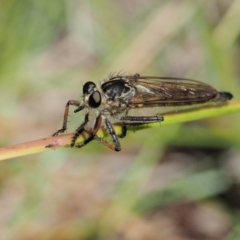 Dolopus rubrithorax at Kowen, ACT - 22 Dec 2016 10:34 AM