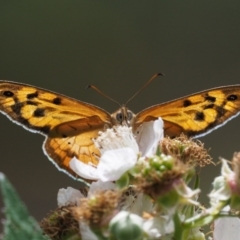 Heteronympha merope (Common Brown Butterfly) at Kowen Woodland - 22 Dec 2016 by KenT