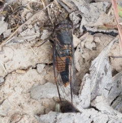 Yoyetta australicta (Southern Ticking Ambertail) at Kowen, ACT - 21 Dec 2016 by KenT