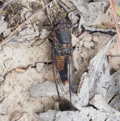 Yoyetta australicta (Southern Ticking Ambertail) at Kowen Woodland - 22 Dec 2016 by KenT