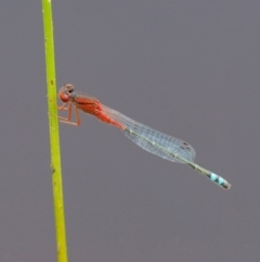 Xanthagrion erythroneurum (Red & Blue Damsel) at Kowen Woodland - 22 Dec 2016 by KenT