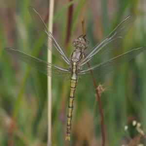 Orthetrum caledonicum at Kowen, ACT - 22 Dec 2016 11:06 AM