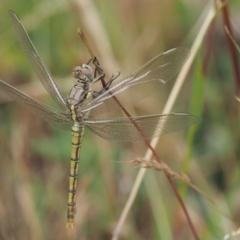 Orthetrum caledonicum at Kowen, ACT - 22 Dec 2016