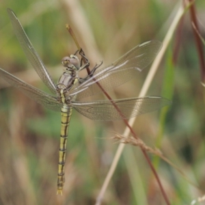 Orthetrum caledonicum at Kowen, ACT - 22 Dec 2016 11:06 AM