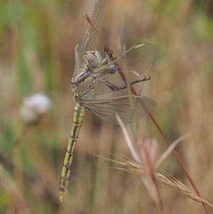Orthetrum caledonicum at Kowen, ACT - 22 Dec 2016 11:06 AM