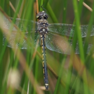 Hemicordulia tau at Kowen, ACT - 22 Dec 2016