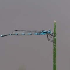 Austrolestes leda (Wandering Ringtail) at Kowen Woodland - 21 Dec 2016 by KenT