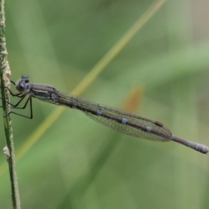 Austrolestes leda at Kowen, ACT - 22 Dec 2016