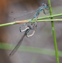 Austrolestes leda at Kowen, ACT - 22 Dec 2016