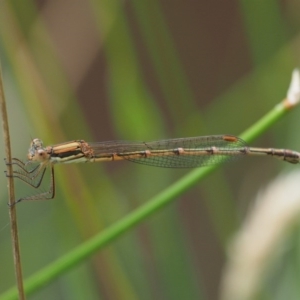 Austrolestes analis at Kowen, ACT - 22 Dec 2016