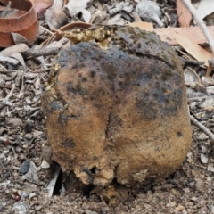 Pisolithus marmoratus (Horse Dung Fungus) at Kowen, ACT - 21 Dec 2016 by KenT