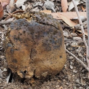 Pisolithus marmoratus at Kowen, ACT - 22 Dec 2016