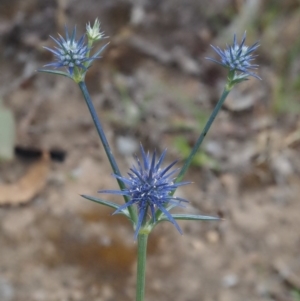 Eryngium ovinum at Kowen, ACT - 22 Dec 2016 08:01 AM