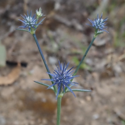 Eryngium ovinum (Blue Devil) at Kowen, ACT - 21 Dec 2016 by KenT