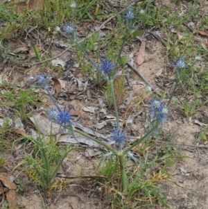 Eryngium ovinum at Kowen, ACT - 22 Dec 2016 08:01 AM