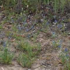 Eryngium ovinum at Kowen, ACT - 22 Dec 2016 08:01 AM