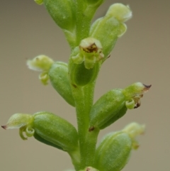 Microtis parviflora (Slender Onion Orchid) at Kowen, ACT - 22 Dec 2016 by KenT