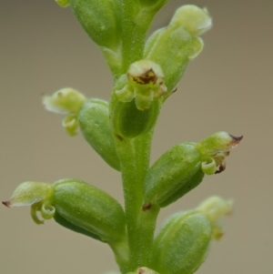 Microtis parviflora at Kowen, ACT - 22 Dec 2016