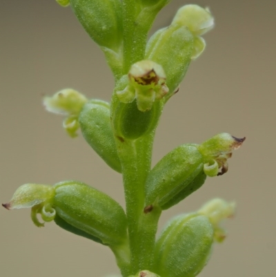 Microtis parviflora (Slender Onion Orchid) at Kowen, ACT - 22 Dec 2016 by KenT