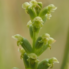 Microtis parviflora (Slender Onion Orchid) at Kowen Woodland - 22 Dec 2016 by KenT