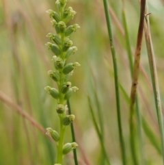 Microtis parviflora at Kowen, ACT - 22 Dec 2016