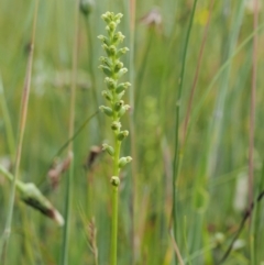 Microtis parviflora at Kowen, ACT - 22 Dec 2016