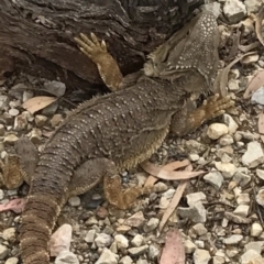 Pogona barbata (Eastern Bearded Dragon) at Bungendore, NSW - 2 Jan 2017 by yellowboxwoodland