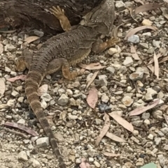 Pogona barbata at Bungendore, NSW - suppressed