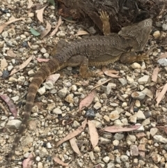 Pogona barbata at Bungendore, NSW - 2 Jan 2017