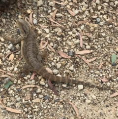 Pogona barbata at Bungendore, NSW - 2 Jan 2017