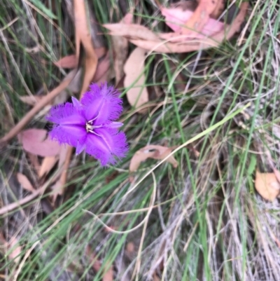 Thysanotus tuberosus subsp. tuberosus (Common Fringe-lily) at Bungendore, NSW - 2 Jan 2017 by yellowboxwoodland