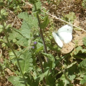 Pieris rapae at Stromlo, ACT - 2 Jan 2017