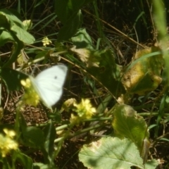 Pieris rapae at Stromlo, ACT - 2 Jan 2017 12:00 PM
