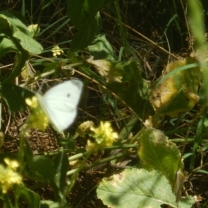 Pieris rapae at Stromlo, ACT - 2 Jan 2017 12:00 PM
