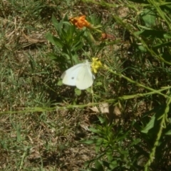 Pieris rapae at Stromlo, ACT - 2 Jan 2017 12:00 PM