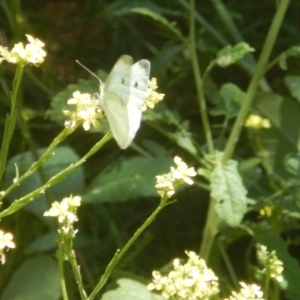 Pieris rapae at Stromlo, ACT - 2 Jan 2017 12:00 PM