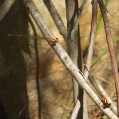 Nososticta solida (Orange Threadtail) at Stromlo, ACT - 2 Jan 2017 by MichaelMulvaney