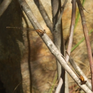 Nososticta solida at Stromlo, ACT - 2 Jan 2017